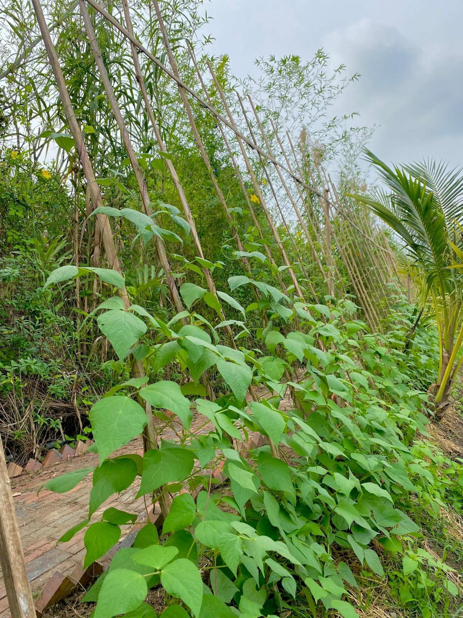 Mekong Silt Ecolodge Can Tho Dış mekan fotoğraf